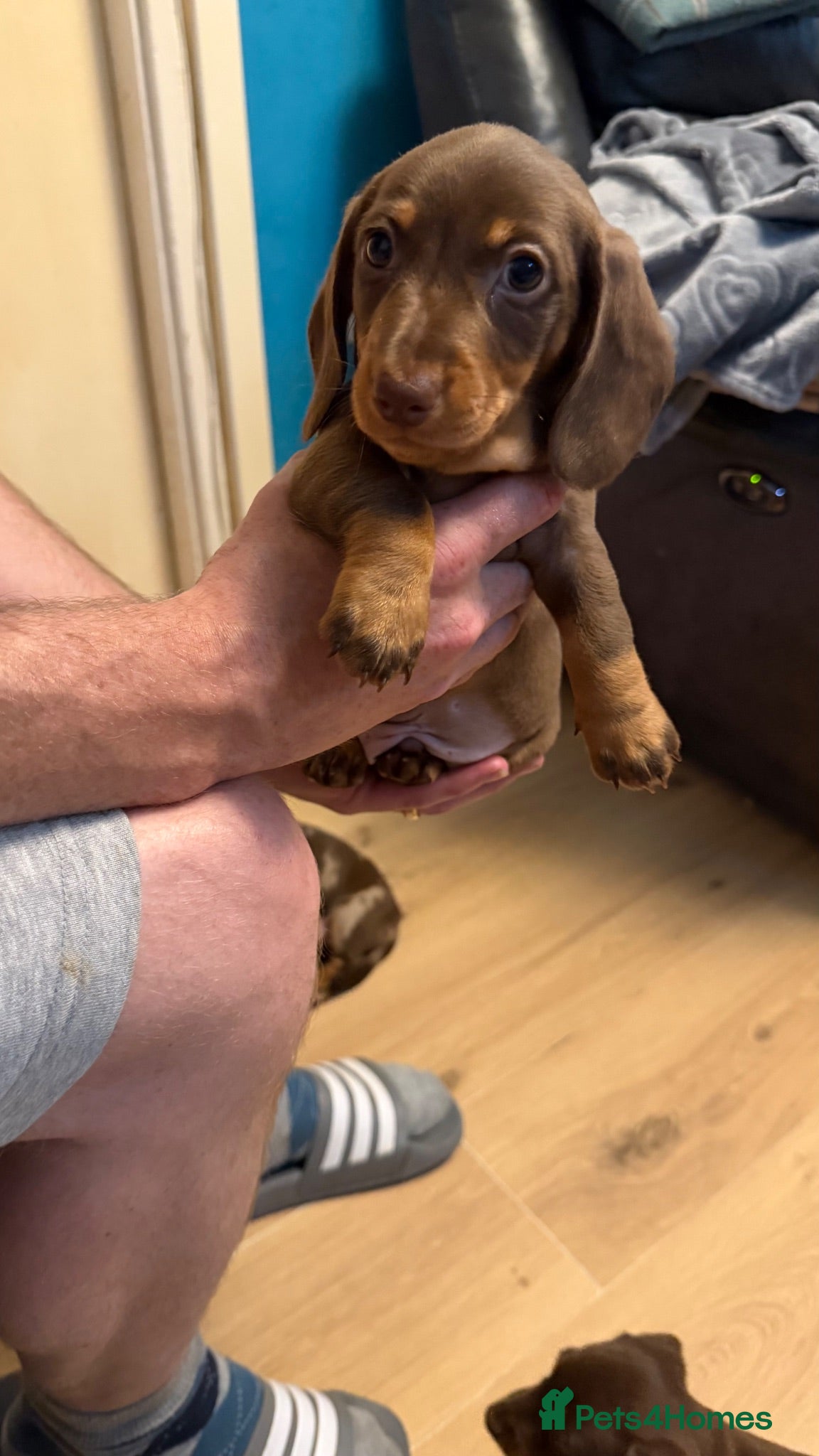 Miniature Dachshund dogs * 2 LEFT* 4 miniature dachshund READY WEEKEND  - Advert 16