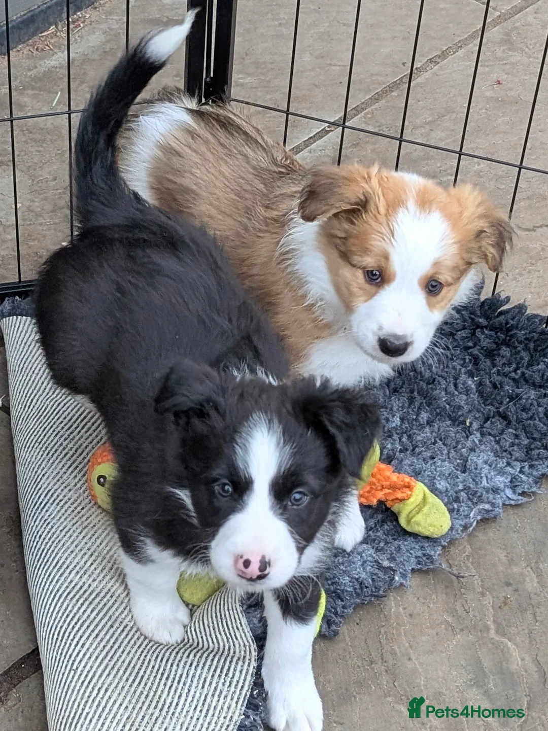 Border Collie dogs for sale: If you're looking for trouble....he's here! - Advert 2