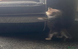 Mixed Breed cats for sale: 4 beautiful male kitten  - Image 9