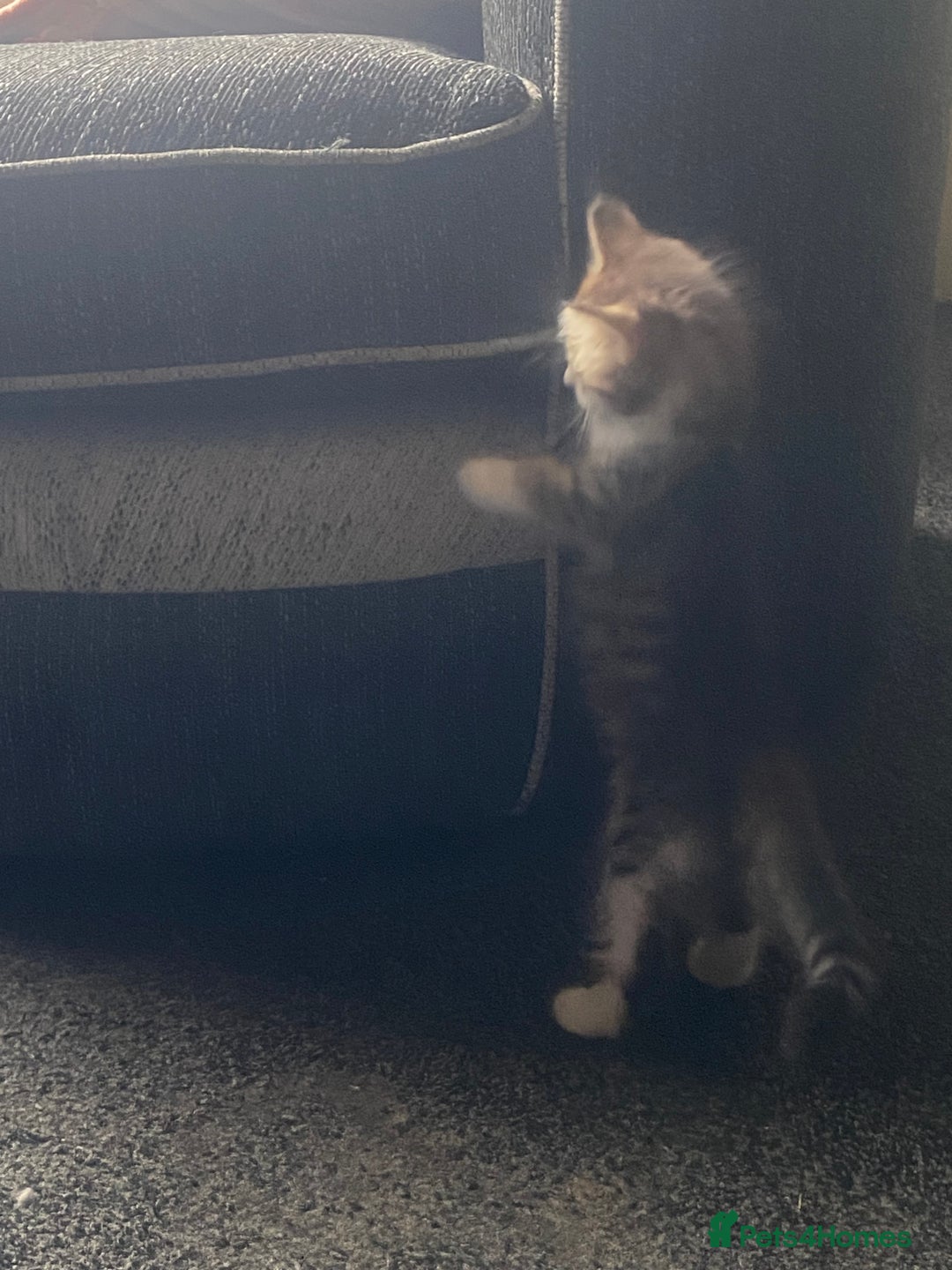 Mixed Breed cats for sale: 4 beautiful male kitten  - Image 9