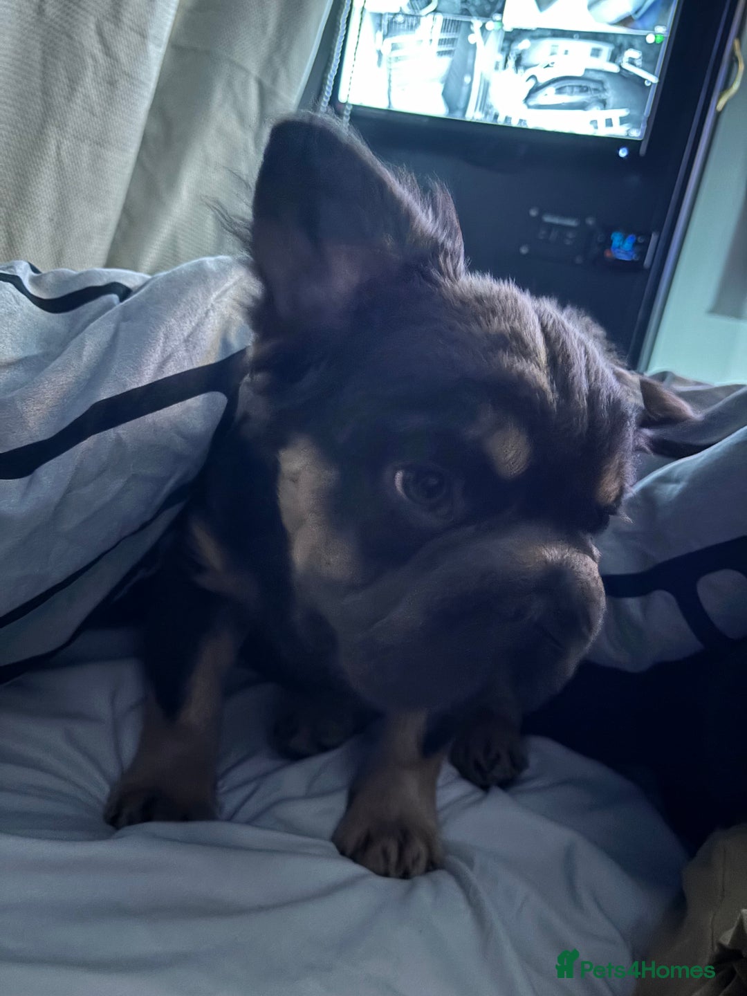 French Bulldog dogs for sale: Last boy ! 🫶whole litter based on health ❤️ - Image 19
