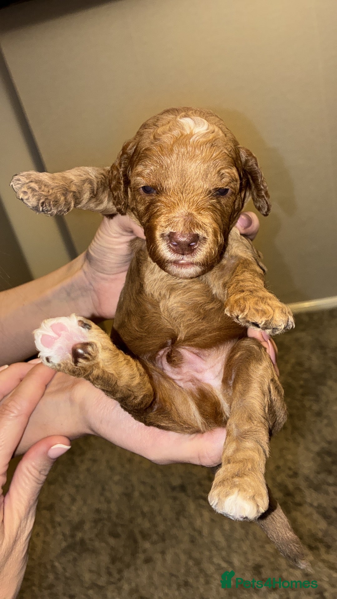 Cockapoo dogs for sale: COCKAPOO PUPPIES LOOKING FOR THEIR FOREVER HOMES - Advert 4