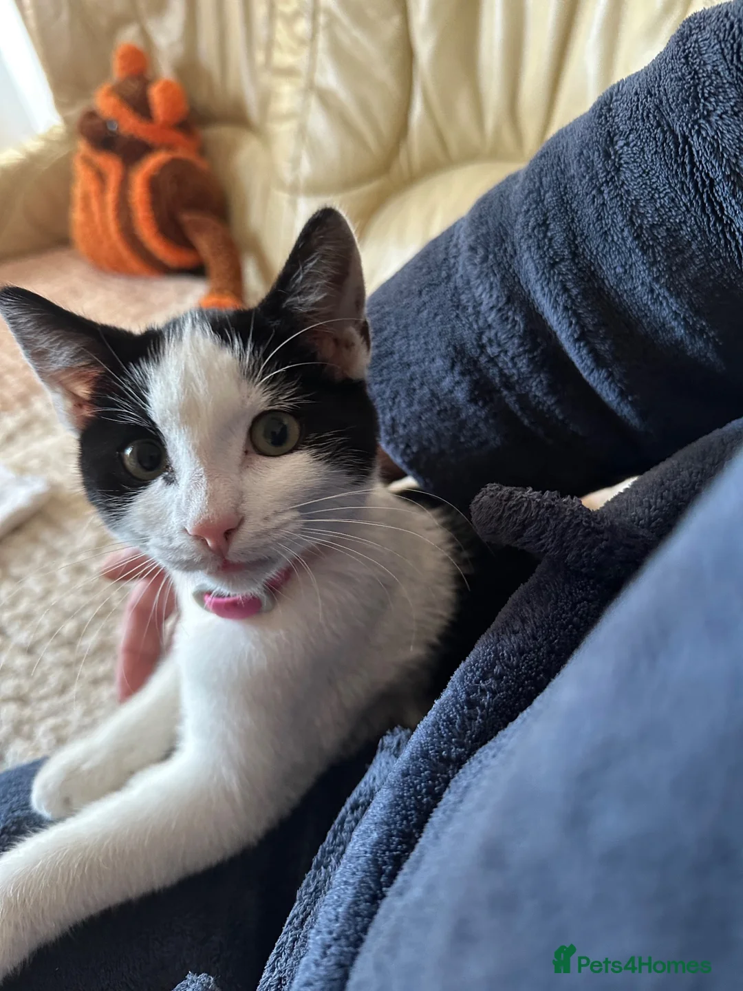 Mixed Breed cats for sale: Kitty  - Advert 2