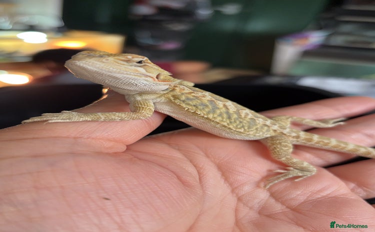 Bearded Dragon reptiles - Advert 13