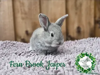 Continental Giant rabbits Purebred Continental Giants - Advert 2
