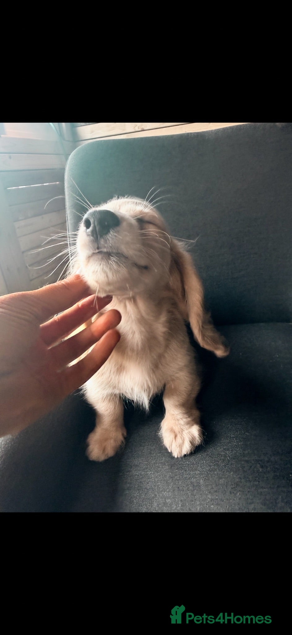 Miniature Dachshund dogs Miniature dachshund country cream BOY AVAILABLE  - Advert 1