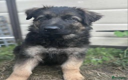 German Shepherd dogs for sale: German shepherd puppies Ready Now - Image 3