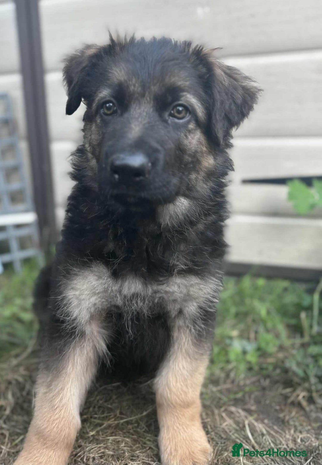 German Shepherd dogs for sale: German shepherd puppies Ready Now - Image 3