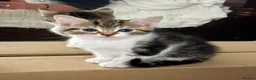 Mixed Breed cats for sale: 4 beautiful kittens 🐾 - Advert 23