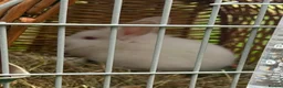 Mini Lion Lop rabbits for sale: Mini lion lop white with pink eyes - Advert 2