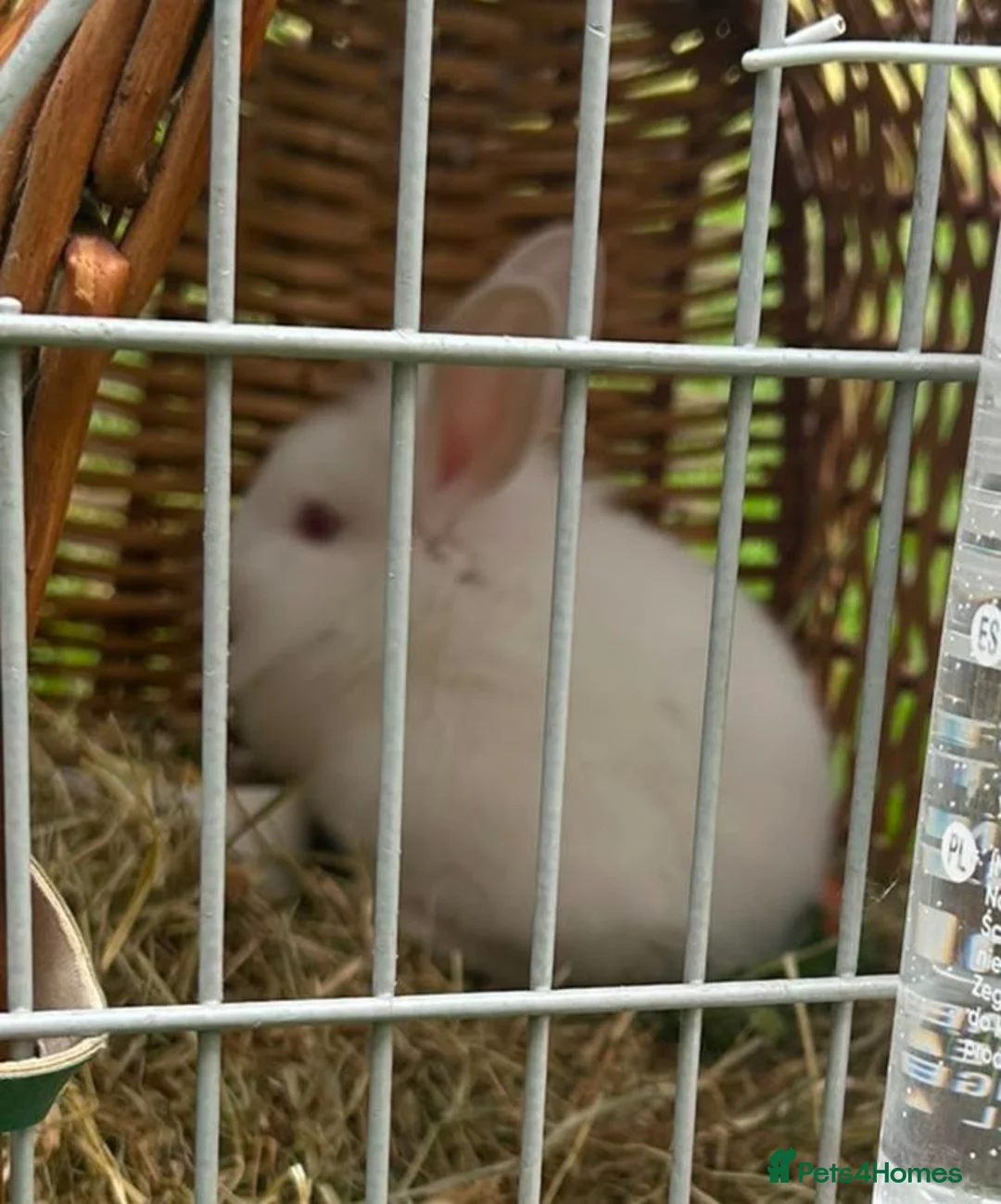 Mini Lion Lop rabbits for sale: Mini lion lop white with pink eyes - Advert 2