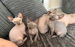 Sphynx cats for sale: 🌟Beautiful sphynx Ready for their new homes 🌟 - Image 14
