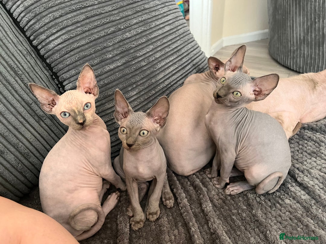 Sphynx cats for sale: 🌟Beautiful sphynx Ready for their new homes 🌟 - Image 14