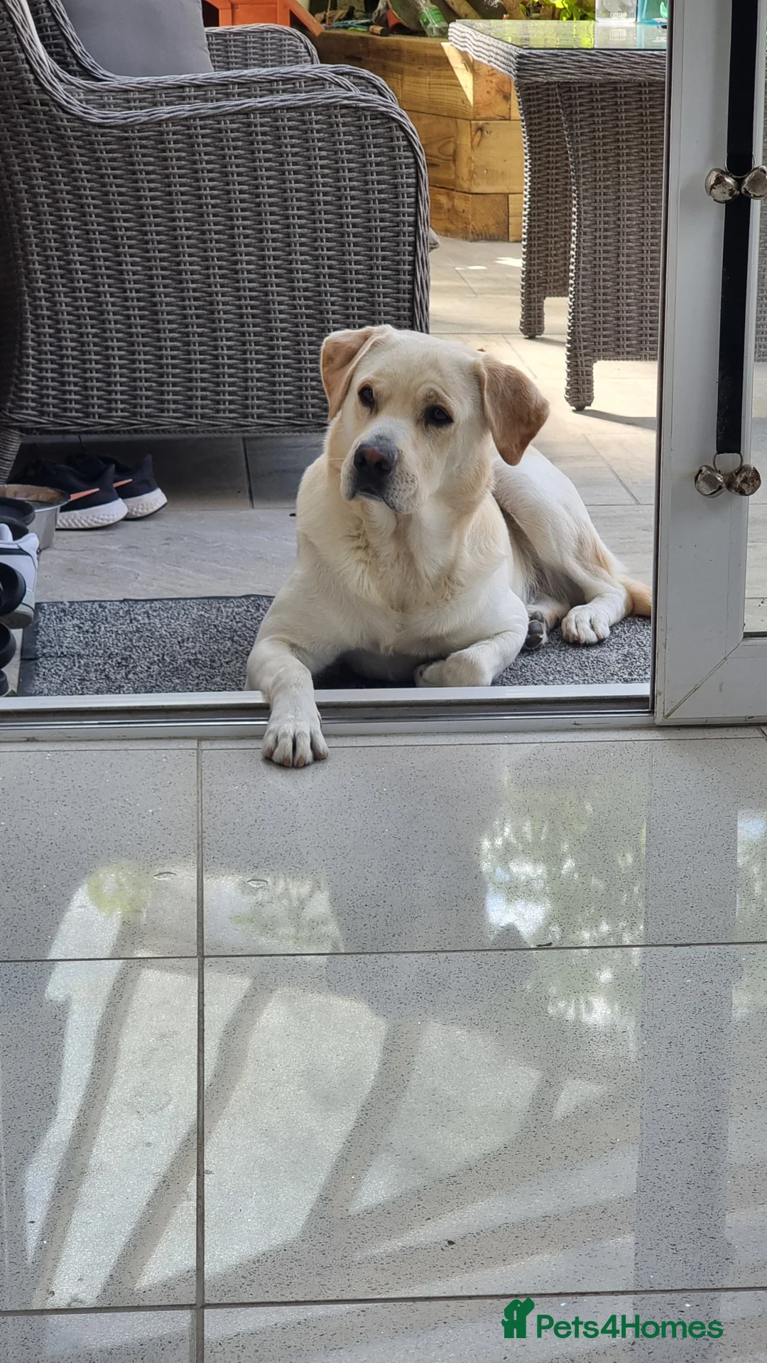 Labrador Retriever dogs for stud: Rocky in Kettering - Advert 5