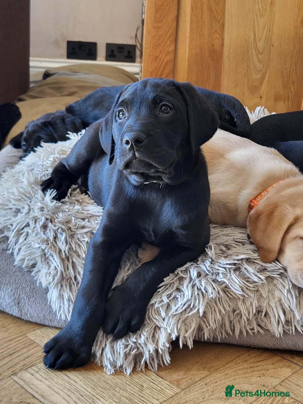 Labrador Retriever dogs Ready, will be vaccinated & chipped  - Advert 17