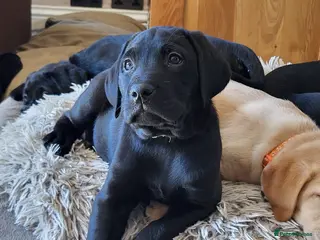 Labrador Retriever dogs Ready, will be vaccinated & chipped - Advert 17