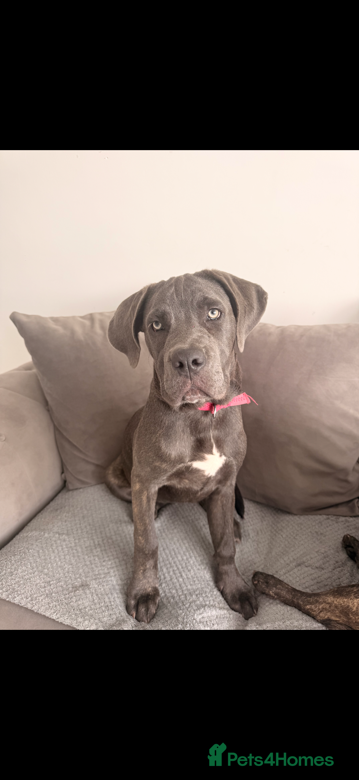 Cane Corso dogs Cane corso  - Advert 4