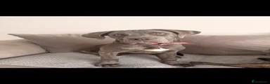 Cane Corso 1