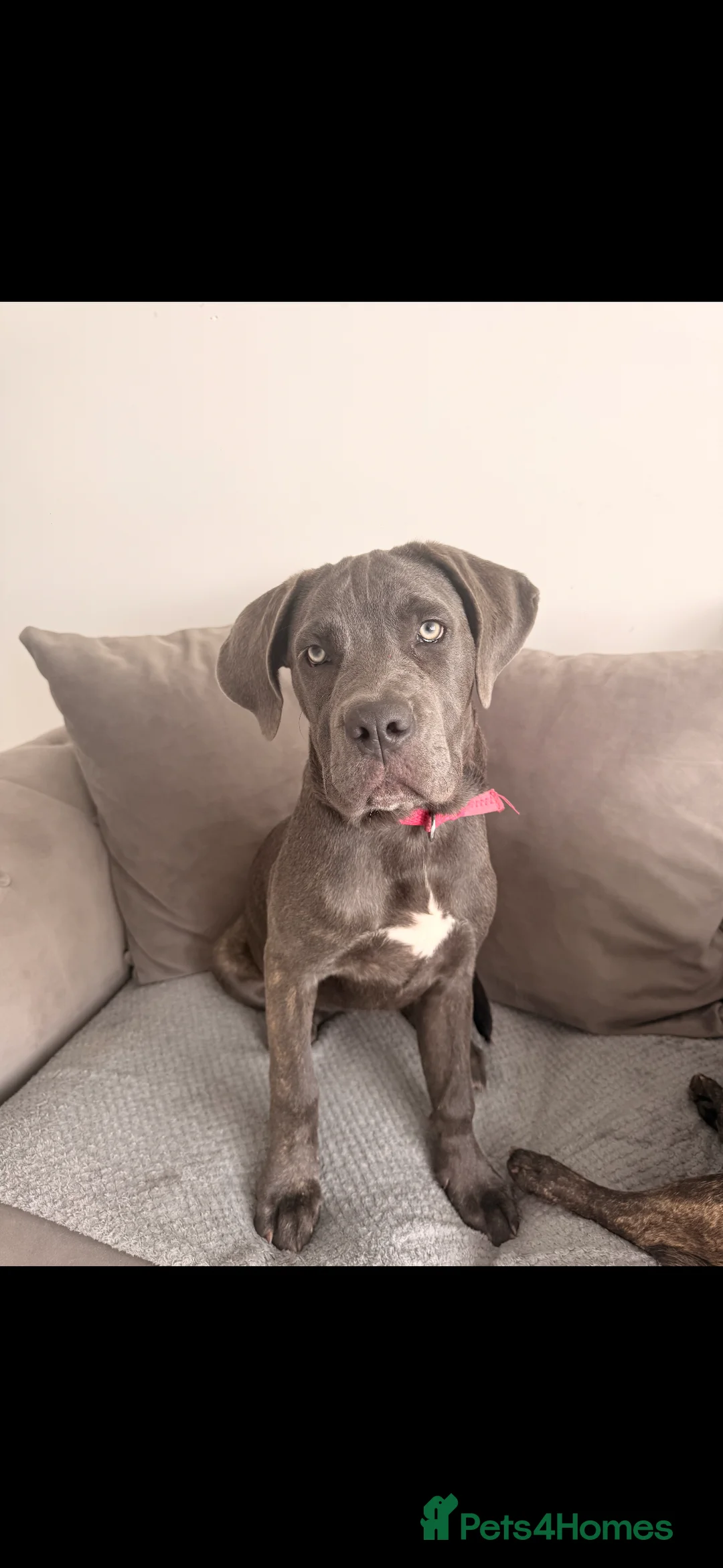 Cane Corso dogs for sale: Cane corso  in Sunderland - Advert 1