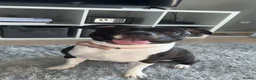 Mixed Breed dogs for sale: Staffordshire bull terrier mix female for sale - Advert 1