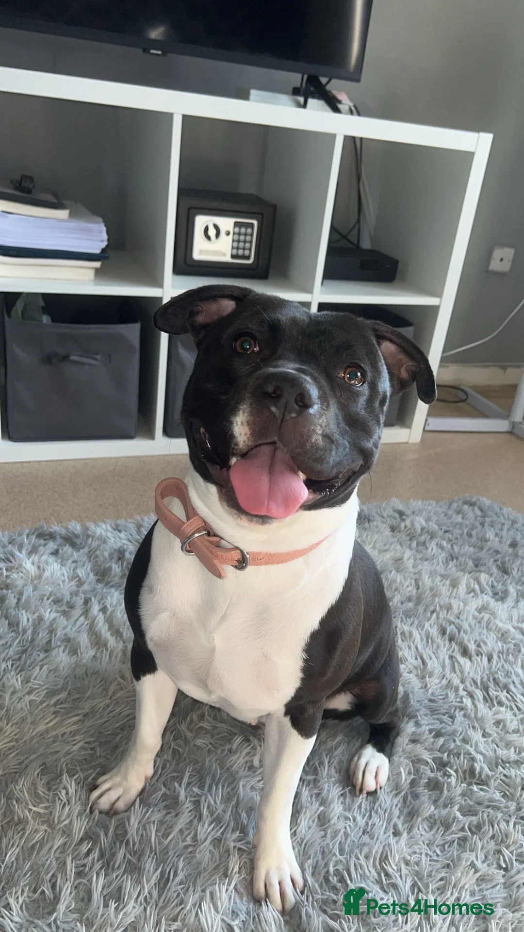 Mixed Breed dogs for sale: Staffordshire bull terrier mix female for sale - Advert 1