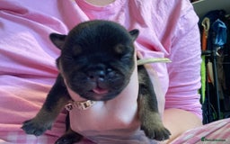 English Bulldog dogs for sale: Litter of 8  - Image 10