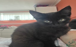 Maine Coon cats for sale: Ginger kitten's  - Image 4