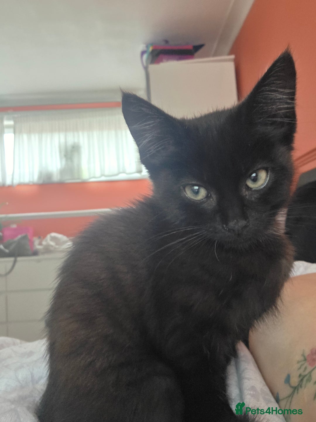 Maine Coon cats for sale: Ginger kitten's  - Image 4