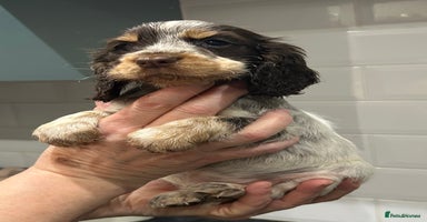 Cocker Spaniel dogs - Advert 2