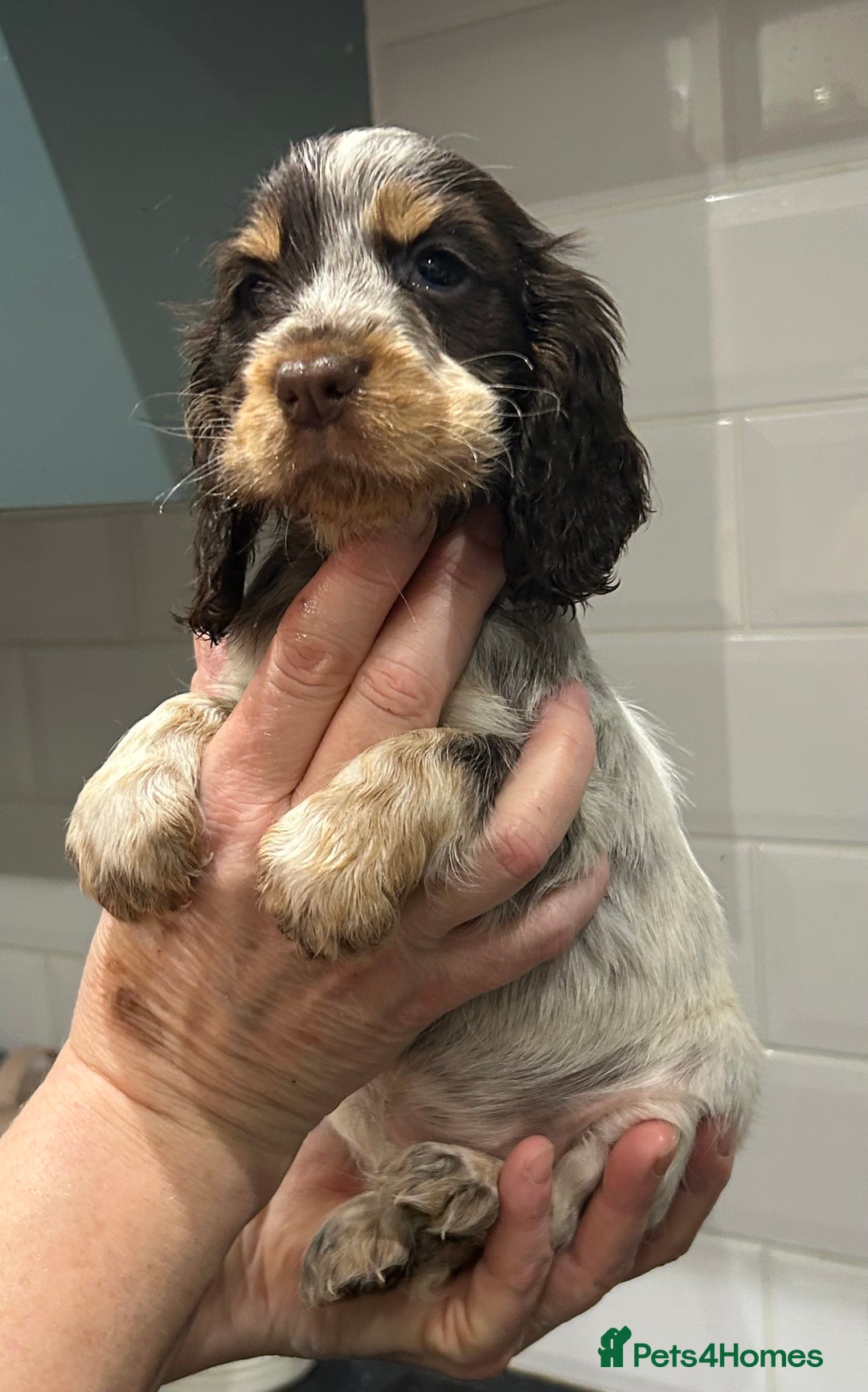 Cocker Spaniel dogs for sale: Pure Bred Show Cocker Spaniels  - Image 2