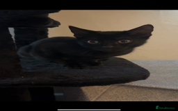 Mixed Breed cats for sale: Salem  - Image 1