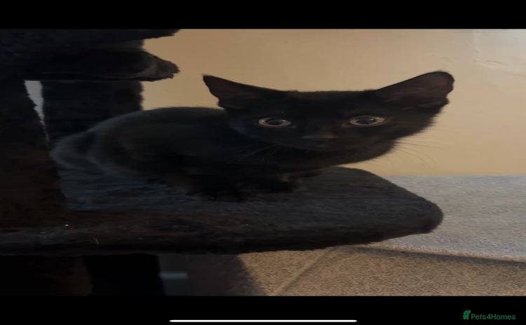 Mixed Breed cats - Advert 4