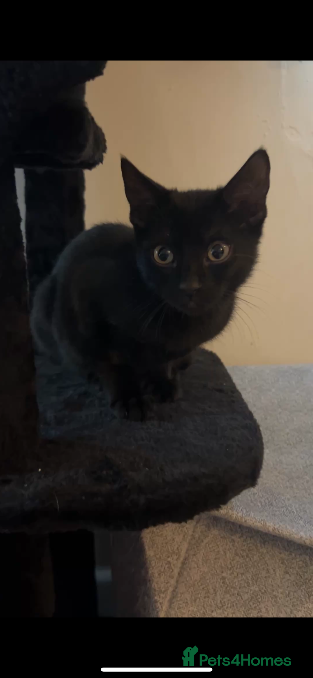 Mixed Breed cats for sale: Salem  - Image 1