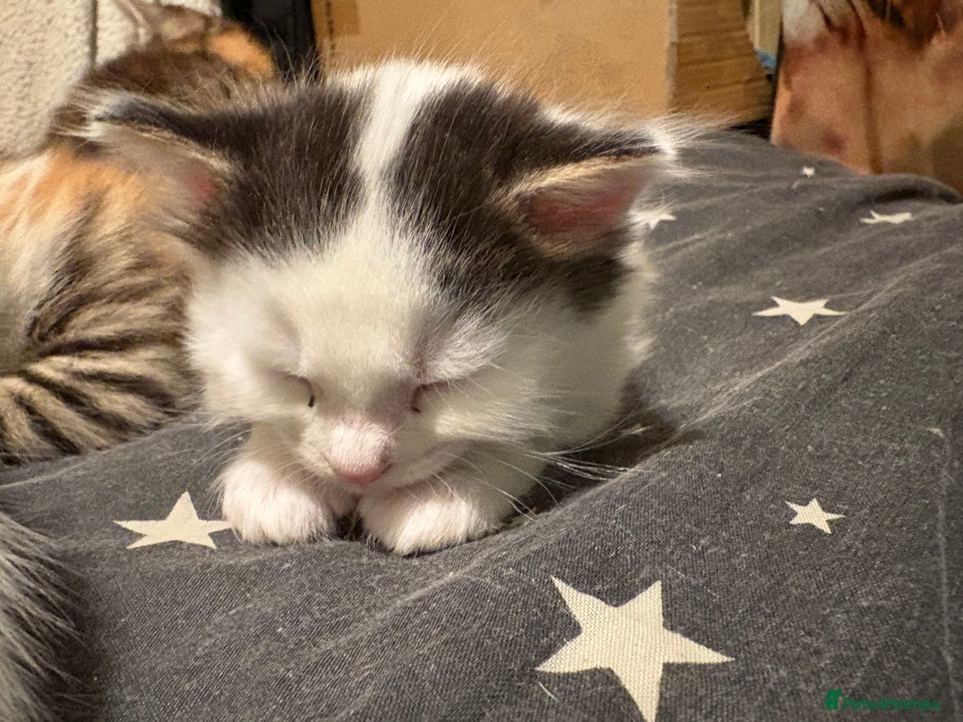 Domestic Shorthair cats for sale: 1 Domestic Shorthair Kitten Left - Advert 39