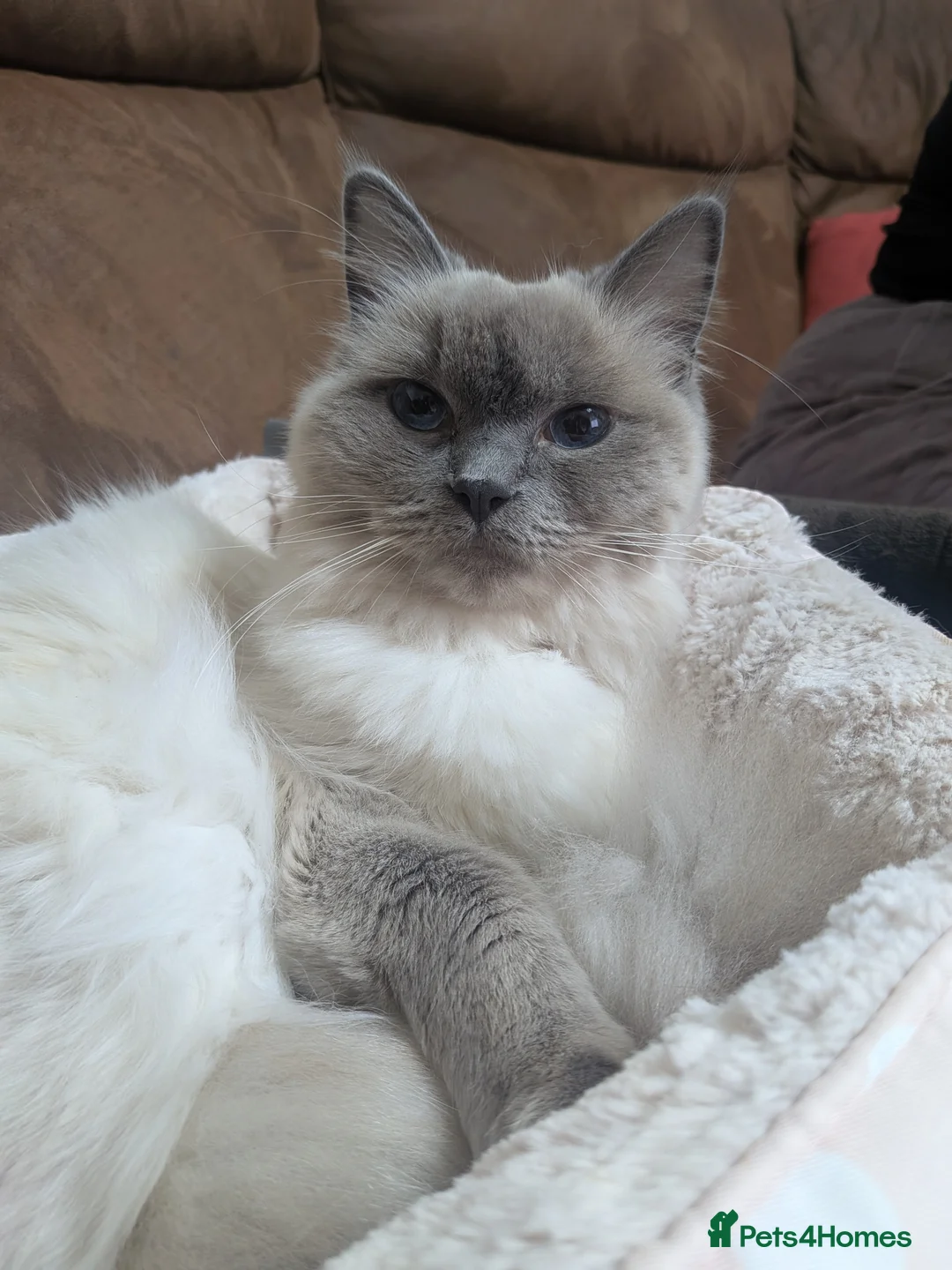 Ragdoll cats for sale: White/grey ragdoll kitten in Harrow - Advert 4