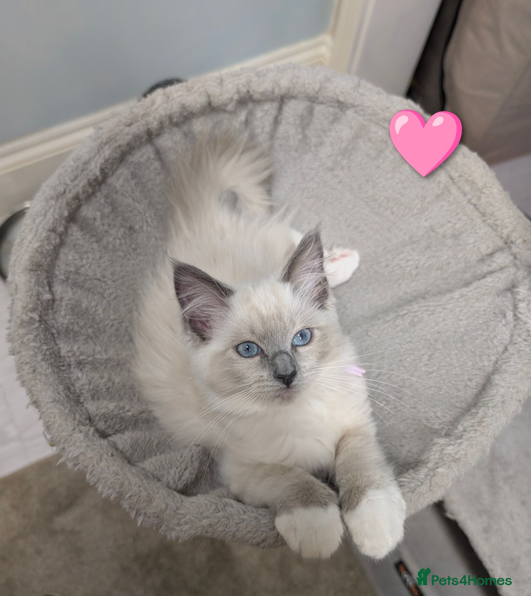Ragdoll cats 💛GCCF 💛Ragdoll blue point mitted kittens  - Advert 2