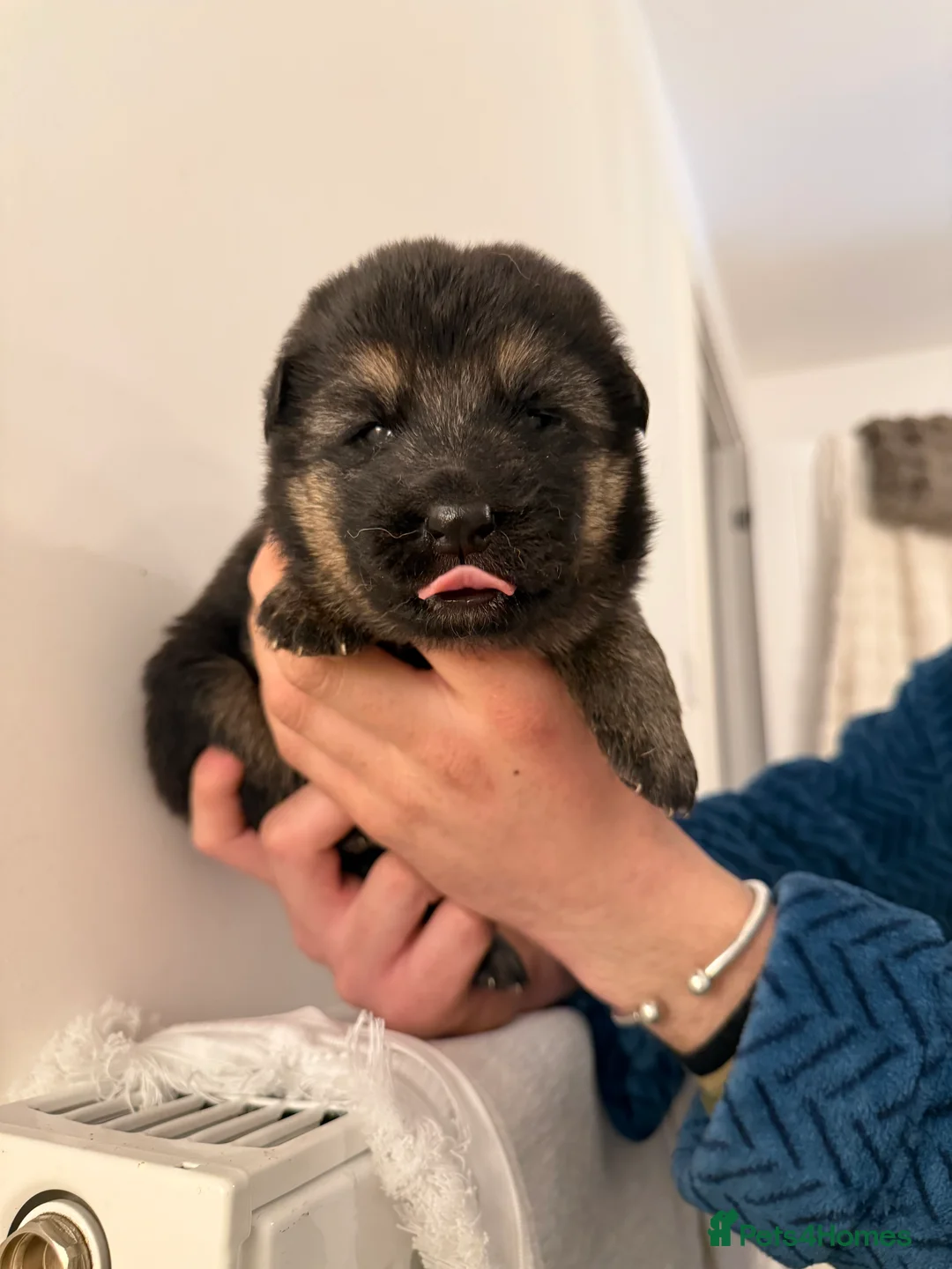 German Shepherd dogs for sale: German Shepherd Puppies - Advert 10