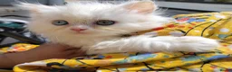 Persian cats for sale: Persian kittens for sale - blue eye beauty  - Advert 1