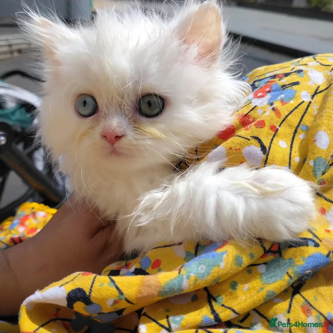 Persian cats for sale: Persian kittens for sale - blue eye beauty  - Advert 1