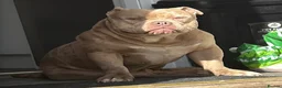 American Bully dogs for stud: 🔥 STUD AVAILABLE 🔥  - Advert 3
