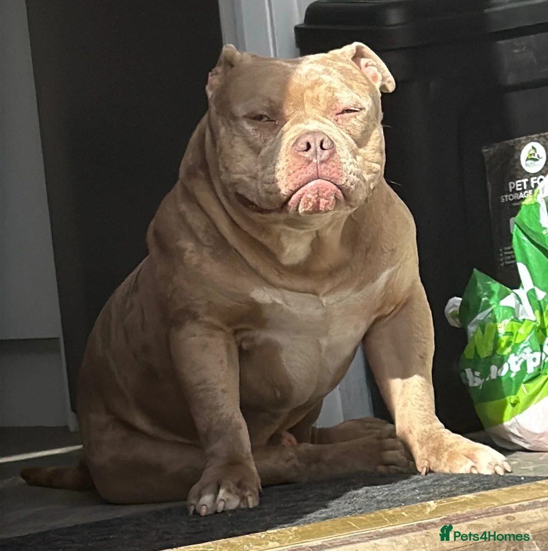 American Bully dogs for stud: 🔥 STUD AVAILABLE 🔥  - Advert 3