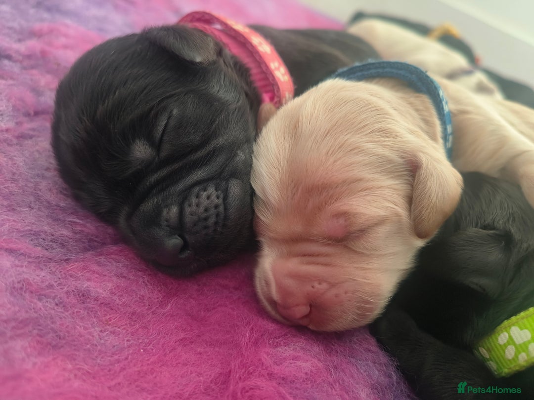 Labradoodle dogs for sale: Australian Labradoodle Puppies - Advert 8