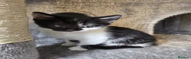 Coco (Tuxedo)