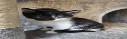 Mixed Breed cats for sale: 6 cute mixed kittens - Advert 20