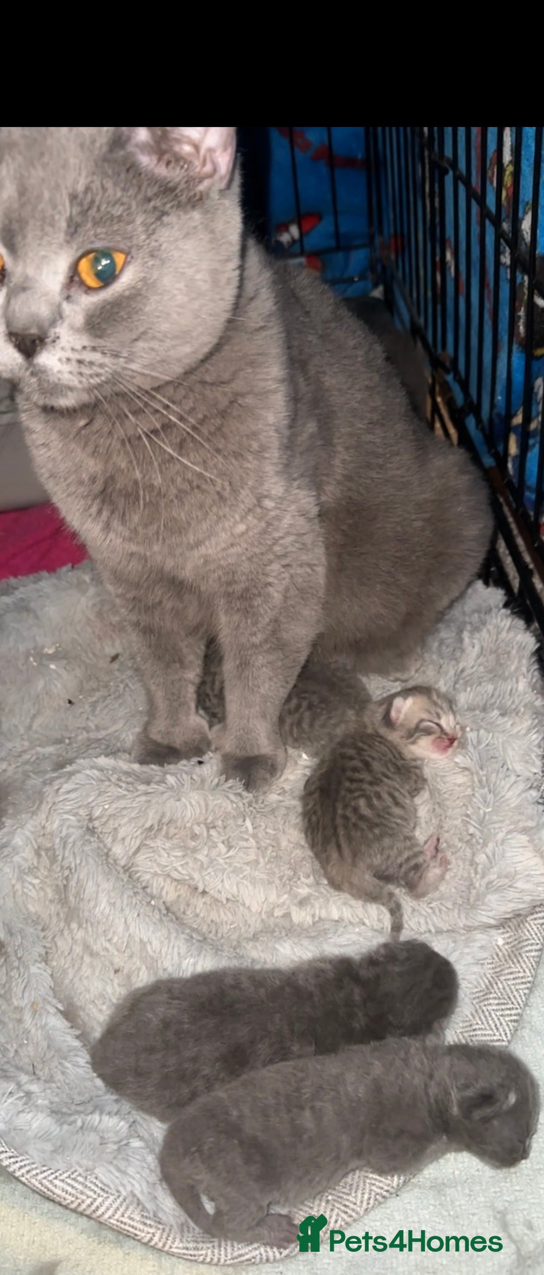 British Shorthair cats for sale: Gorgeous British short hair cross babies  - Image 3