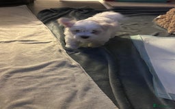 Bichon Frise dogs for sale: ALEX CHIRILA - Image 6