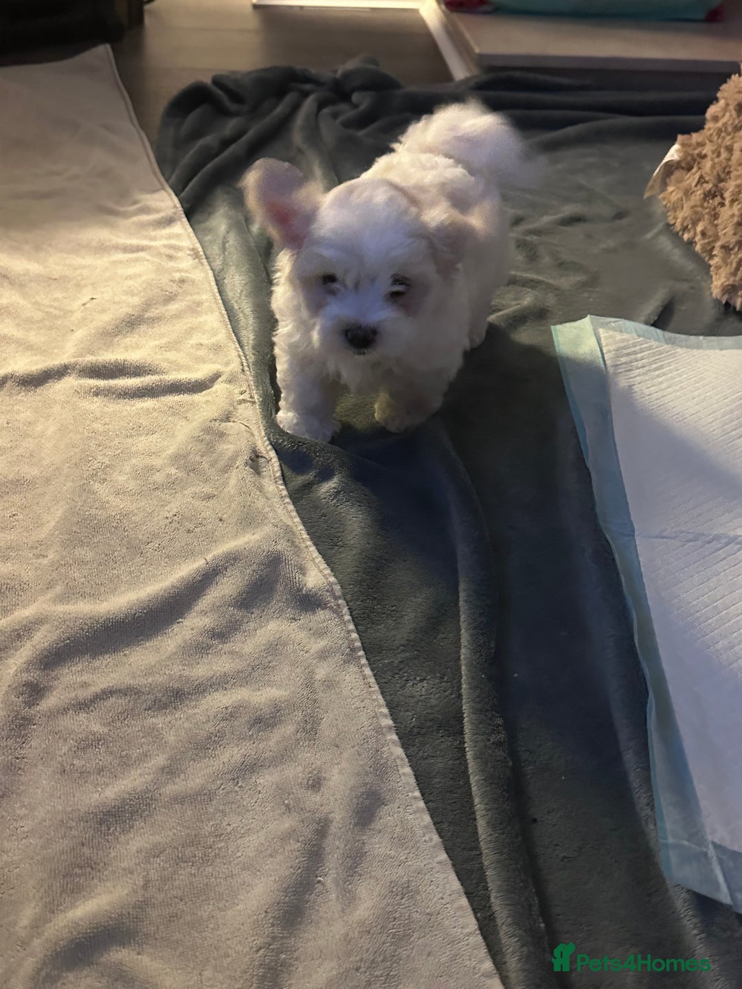 Bichon Frise dogs for sale: ALEX CHIRILA - Image 6