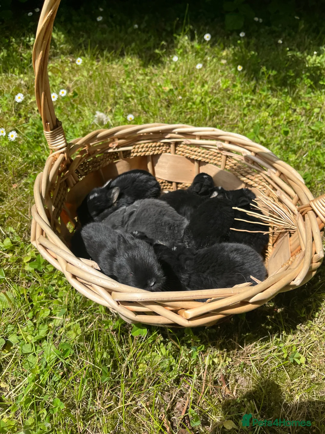 Netherland Dwarf rabbits for sale: Beautiful Netherland Dwarf babies.  - Advert 9