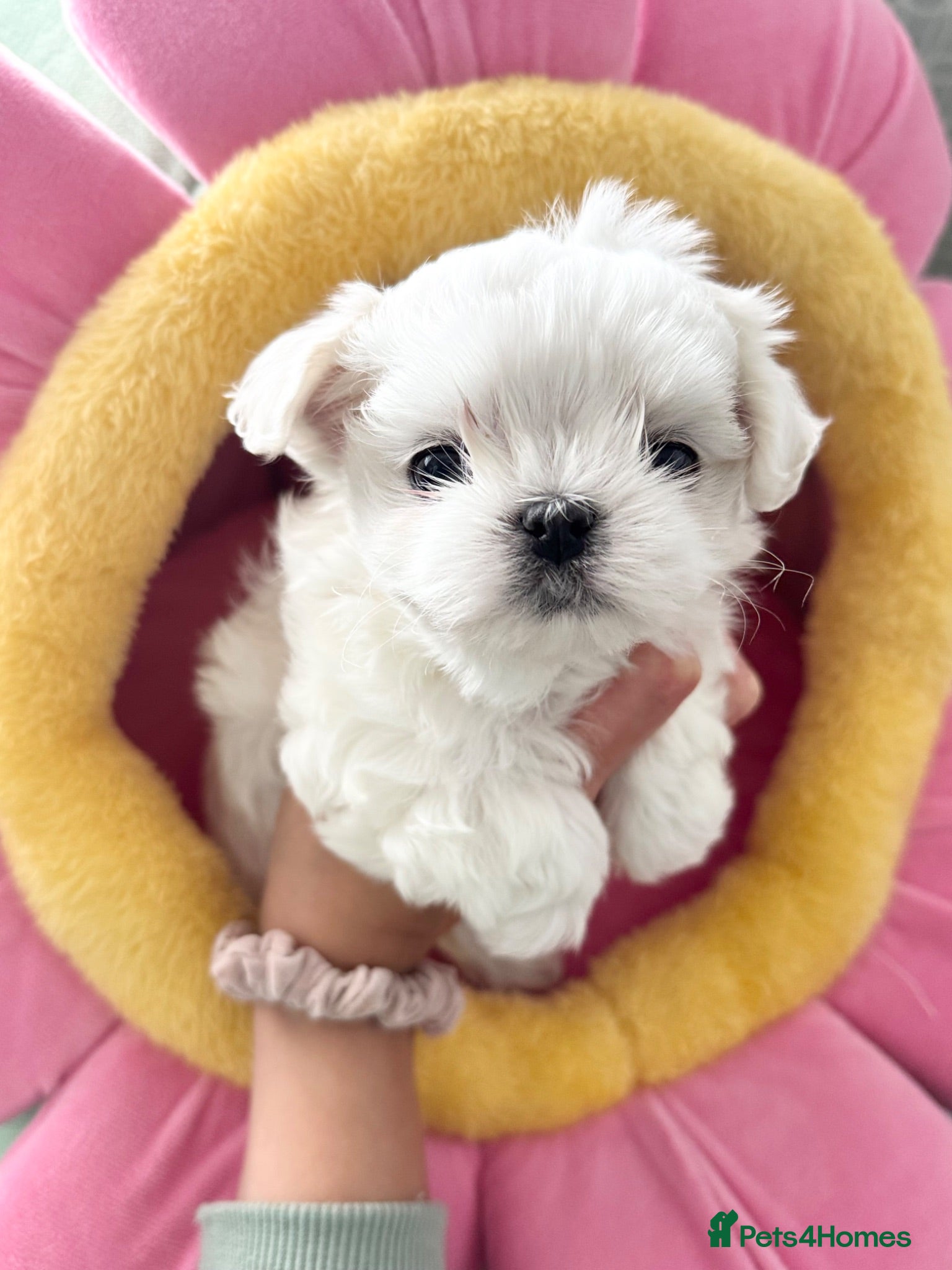 Maltese dogs ✨Exceptional Full Korean Maltese Puppies✨ - Advert 2