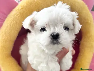 Maltese dogs ✨Exceptional Full Korean Maltese Puppies✨ - Advert 2
